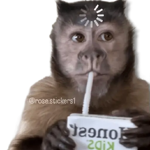 Changuitos pa Ti🐒🍌🌴