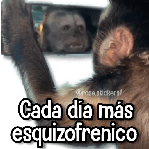 Changuitos pa Ti🐒🍌🌴 preview