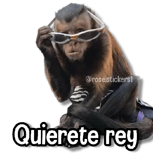 Changuitos pa Ti🐒🍌🌴