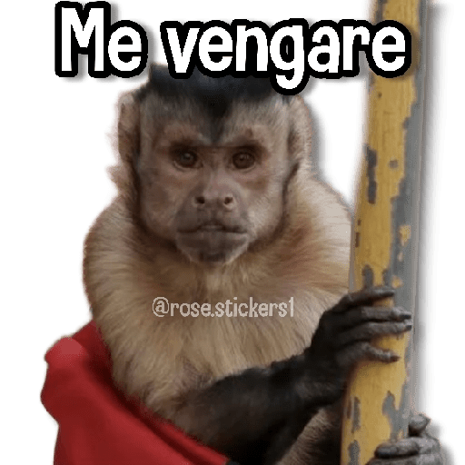 Changuitos pa Ti🐒🍌🌴 preview