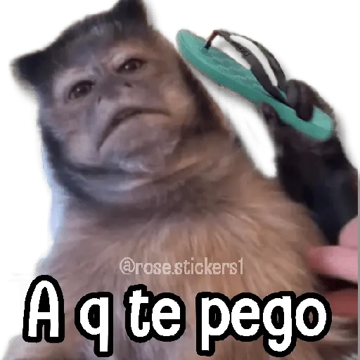 Changuitos pa Ti🐒🍌🌴