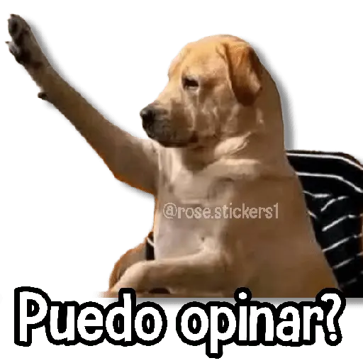 Memes Más Usados #5😎