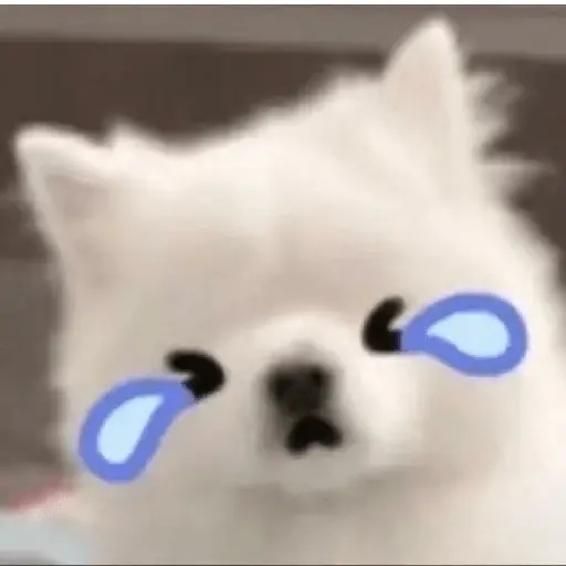 Cute doggy 🐶✧*