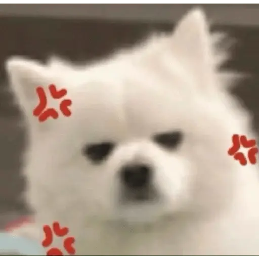 Cute doggy 🐶✧*