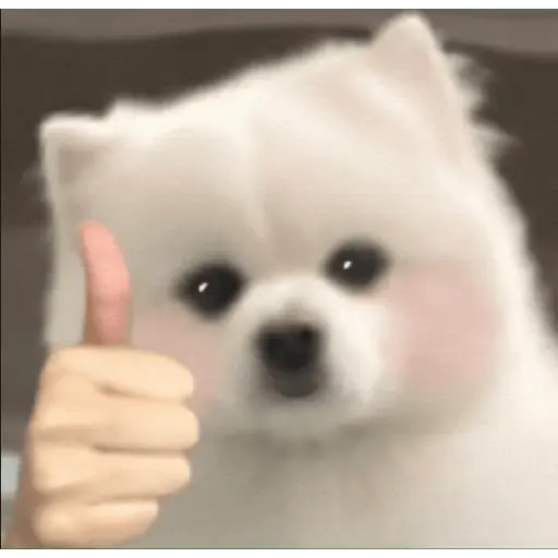 Cute doggy 🐶✧*