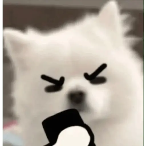 Cute doggy 🐶✧*