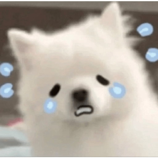 Cute doggy 🐶✧* preview
