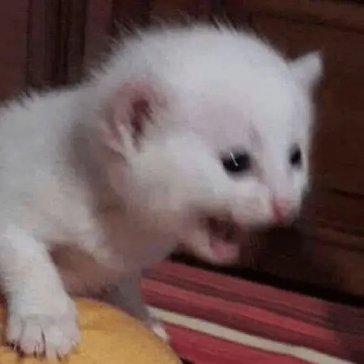 michis memes