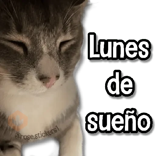 Gatitos Random🐱 sticker 17
