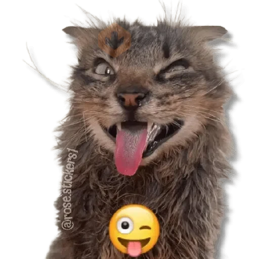 Gatitos Random🐱 sticker 20