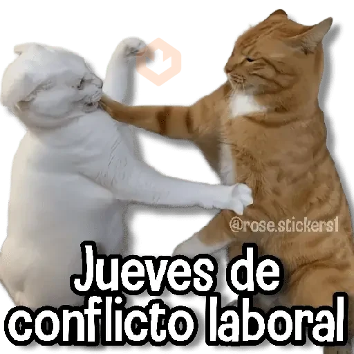 Gatitos Random🐱 sticker 12
