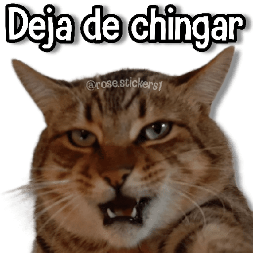 Gatitos Random🐱 preview