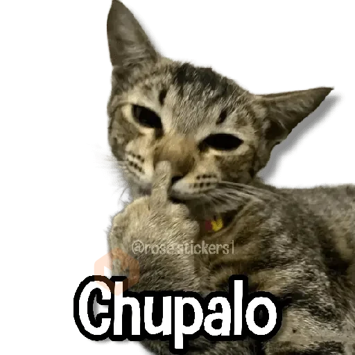 Gatitos Random🐱 sticker 13