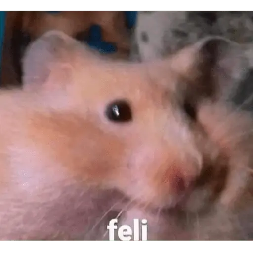 memes Chilenos