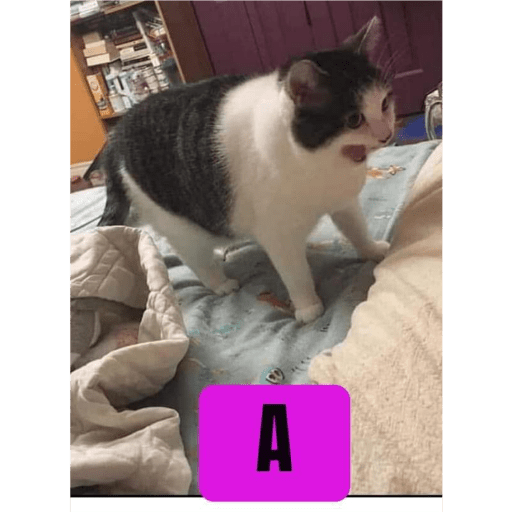 memes Chilenos preview