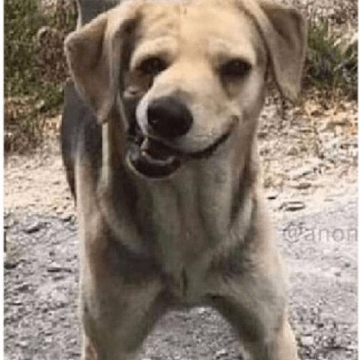 memes chilenos preview