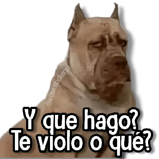 Memes Pal Grupo 2🗣️
