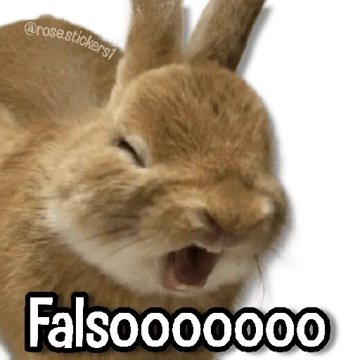 Memes Pal Grupo 2🗣️