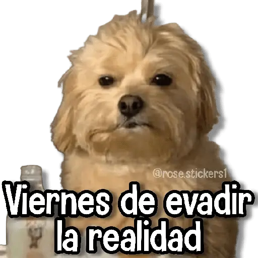 Memes Pal Grupo 2🗣️
