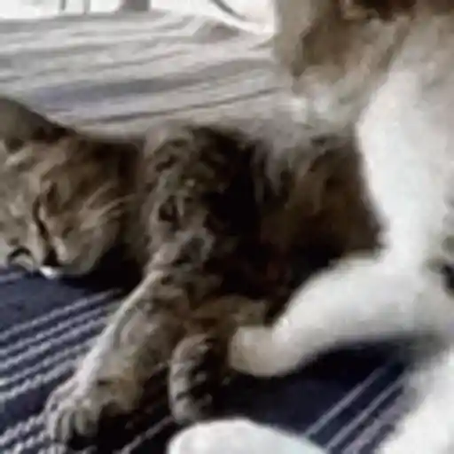 📲UN MIX PAL CHAT 6 📲