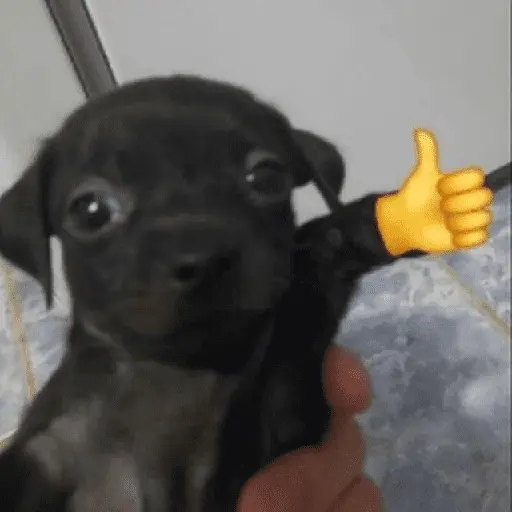 Mood pal perro 🐕🌭