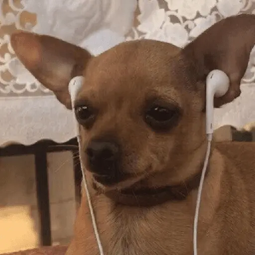 Mood pal perro 🐕🌭