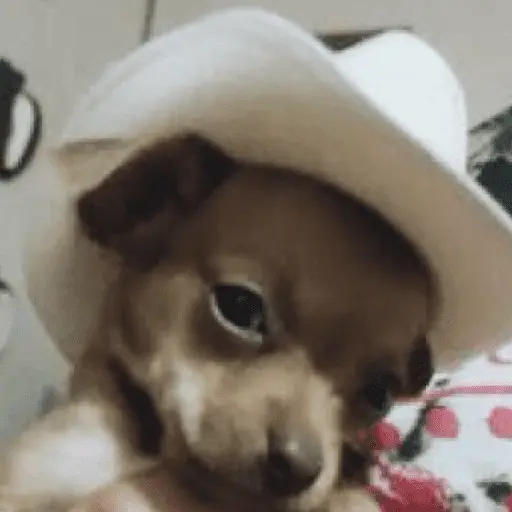 Mood pal perro 🐕🌭