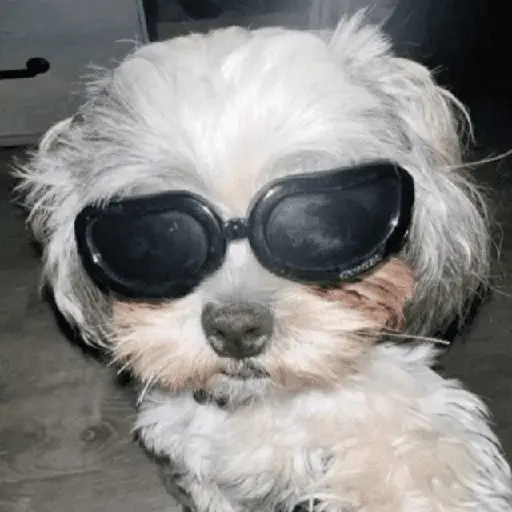 Mood pal perro 🐕🌭