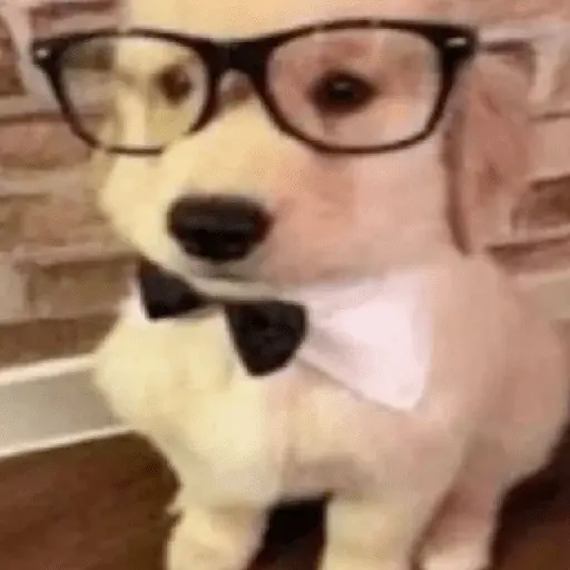 Mood pal perro 🐕🌭