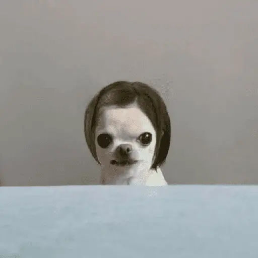 Mood pal perro 🐕🌭