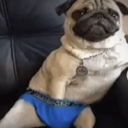 Mood pal perro 🐕🌭