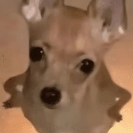 Mood pal perro 🐕🌭