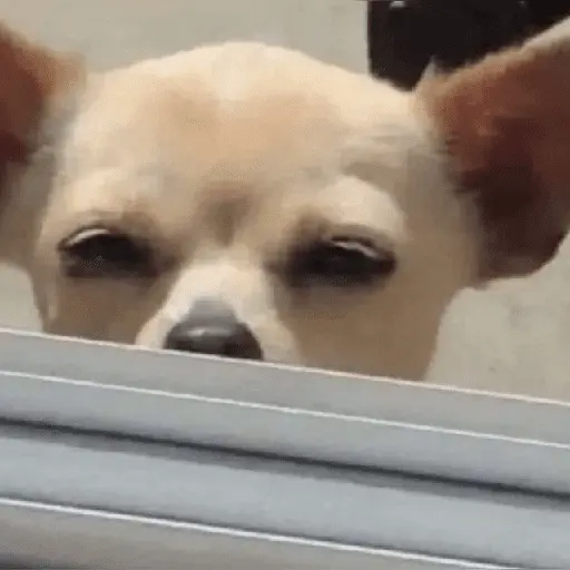 Mood pal perro 🐕🌭