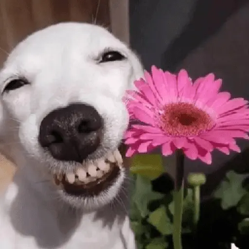 Mood pal perro 🐕🌭