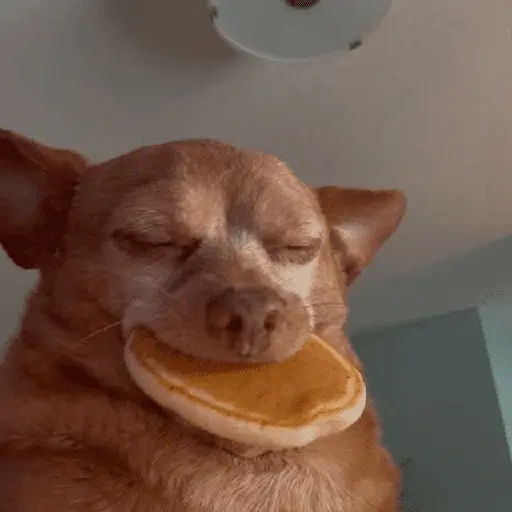 Mood pal perro 🐕🌭