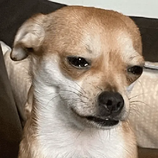 Mood pal perro 🐕🌭