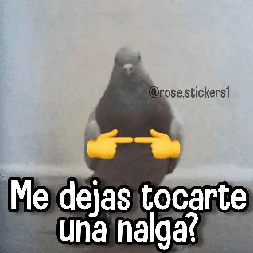 Memes de Animales🪴⭐