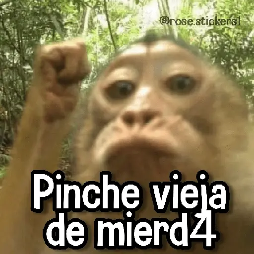 Memes de Animales🪴⭐