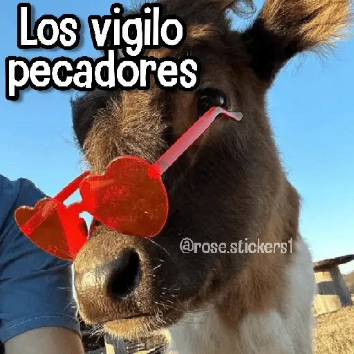 Memes de Animales🪴⭐
