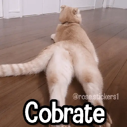 Memes de Animales🪴⭐
