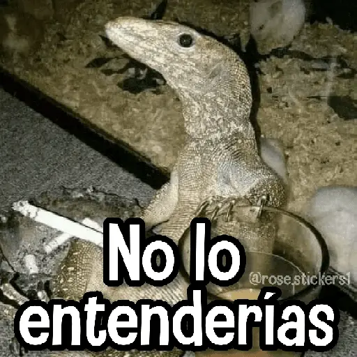 Memes de Animales🪴⭐