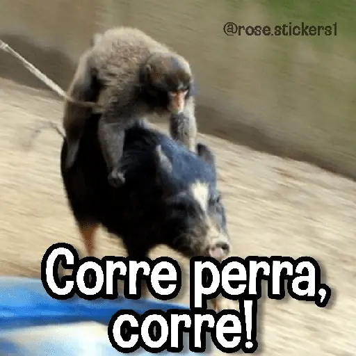 Memes de Animales🪴⭐