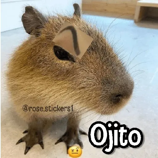 Memes de Animales🪴⭐