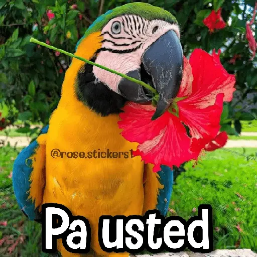 Memes de Animales🪴⭐