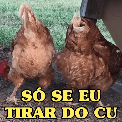 GALINHAS DEBOCHADAS 🐔