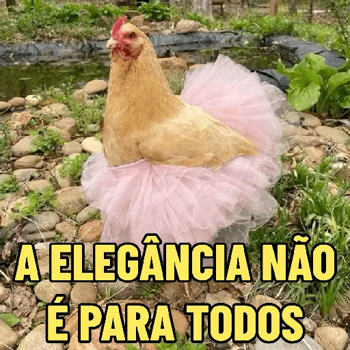 GALINHAS DEBOCHADAS 🐔