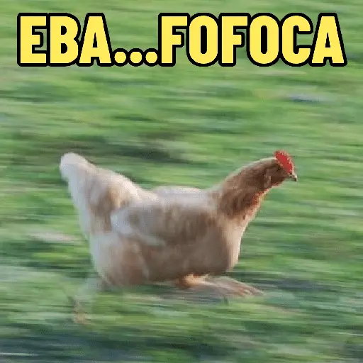 GALINHAS DEBOCHADAS 🐔