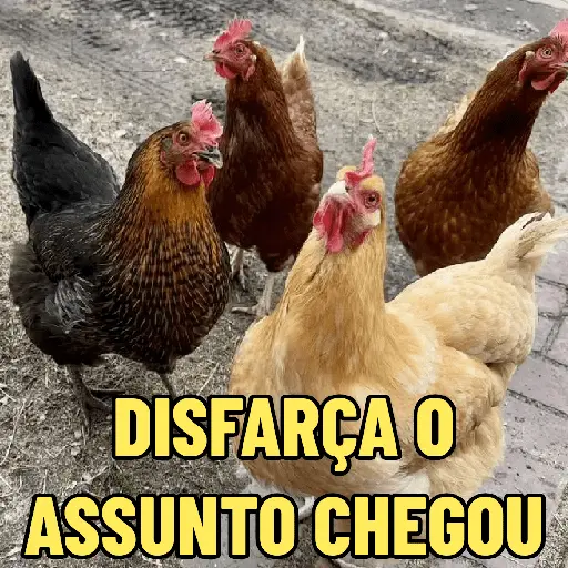 GALINHAS DEBOCHADAS 🐔