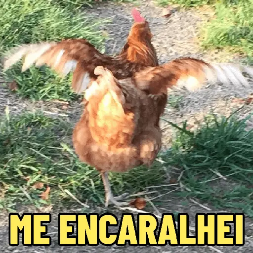 GALINHAS DEBOCHADAS 🐔