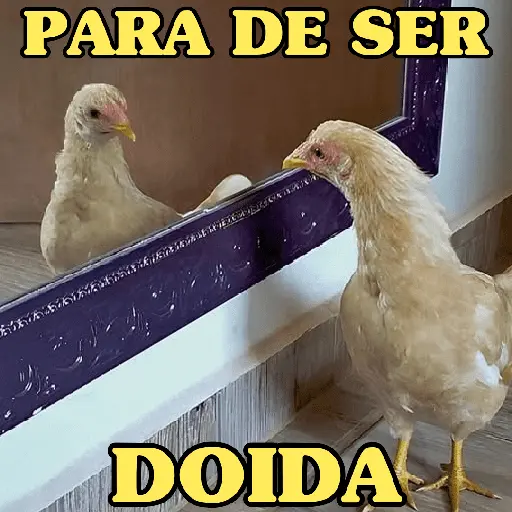 GALINHAS DEBOCHADAS 🐔